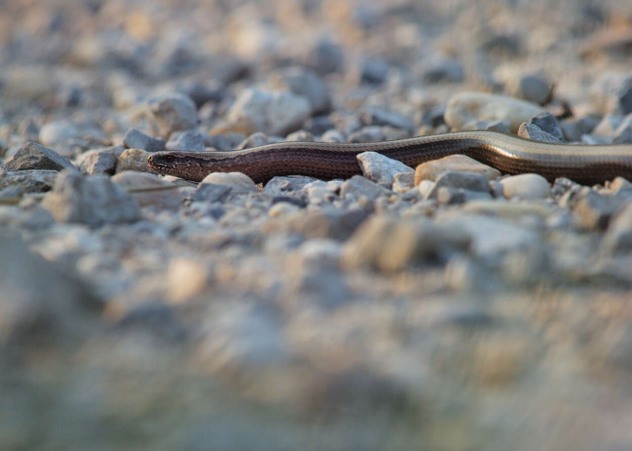 Image of Slow worm