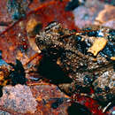 Image of Balu Oriental Frog