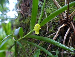 Image of Micronesian aglossorrhyncha