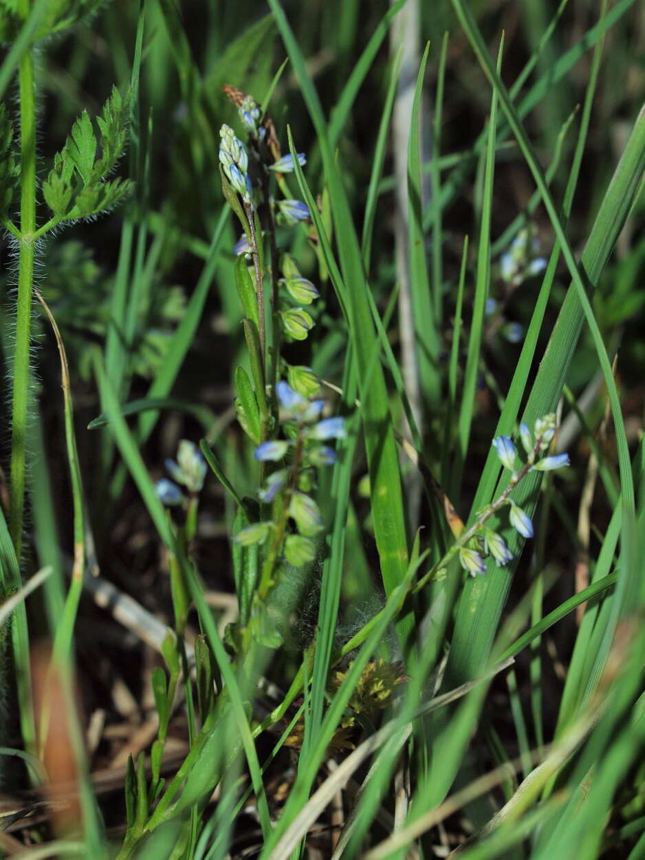 Image of Milkwort