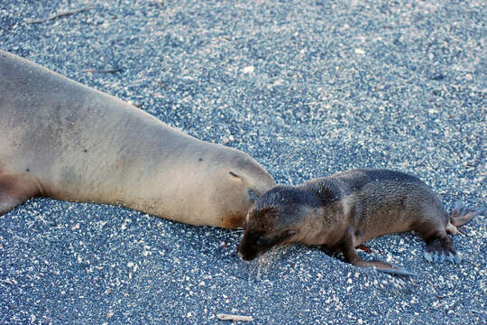 Image of Galapagos Sea Lion