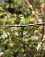 Image of Asian Green Bee-eater