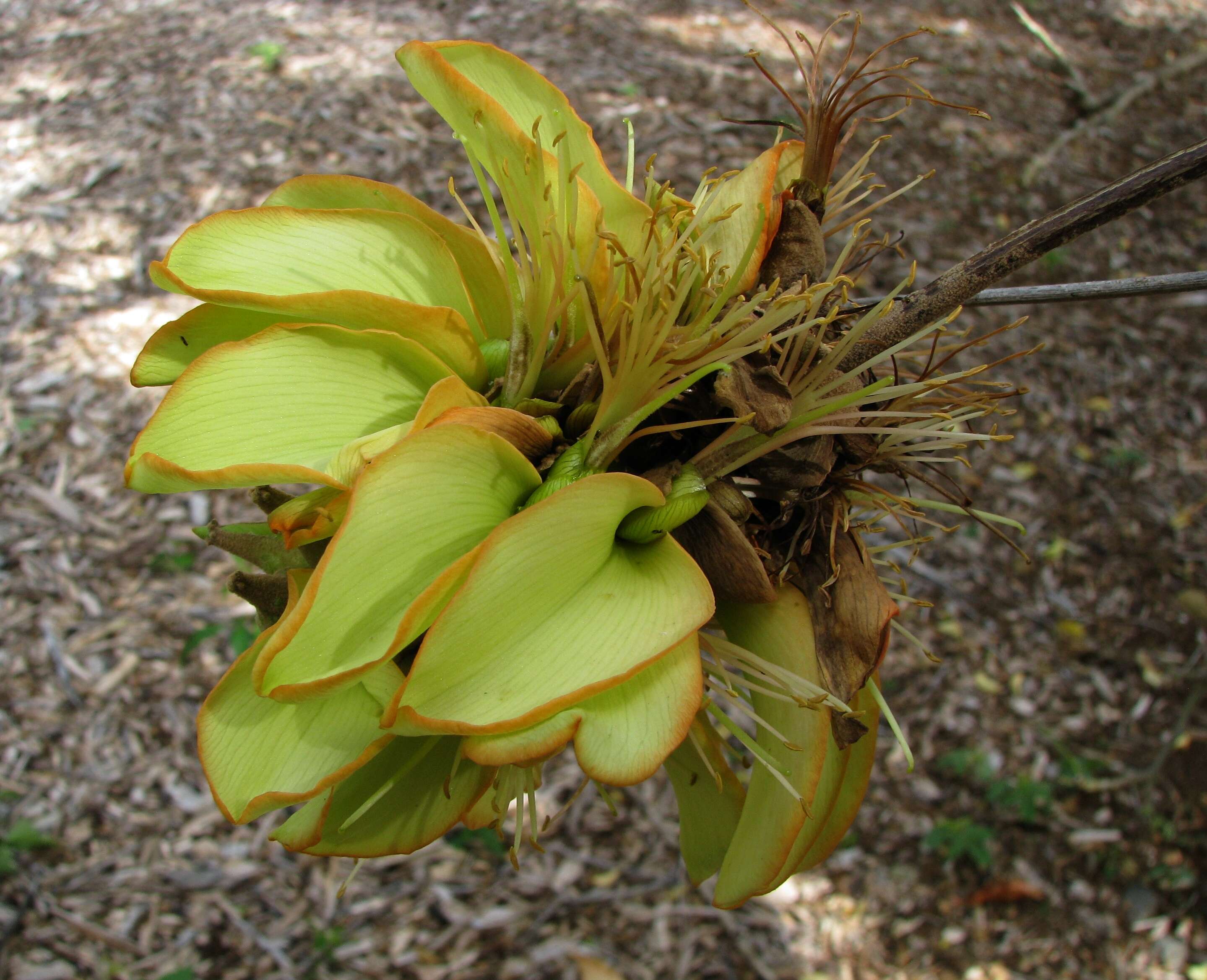 Слика од Erythrina sandwicensis Degener