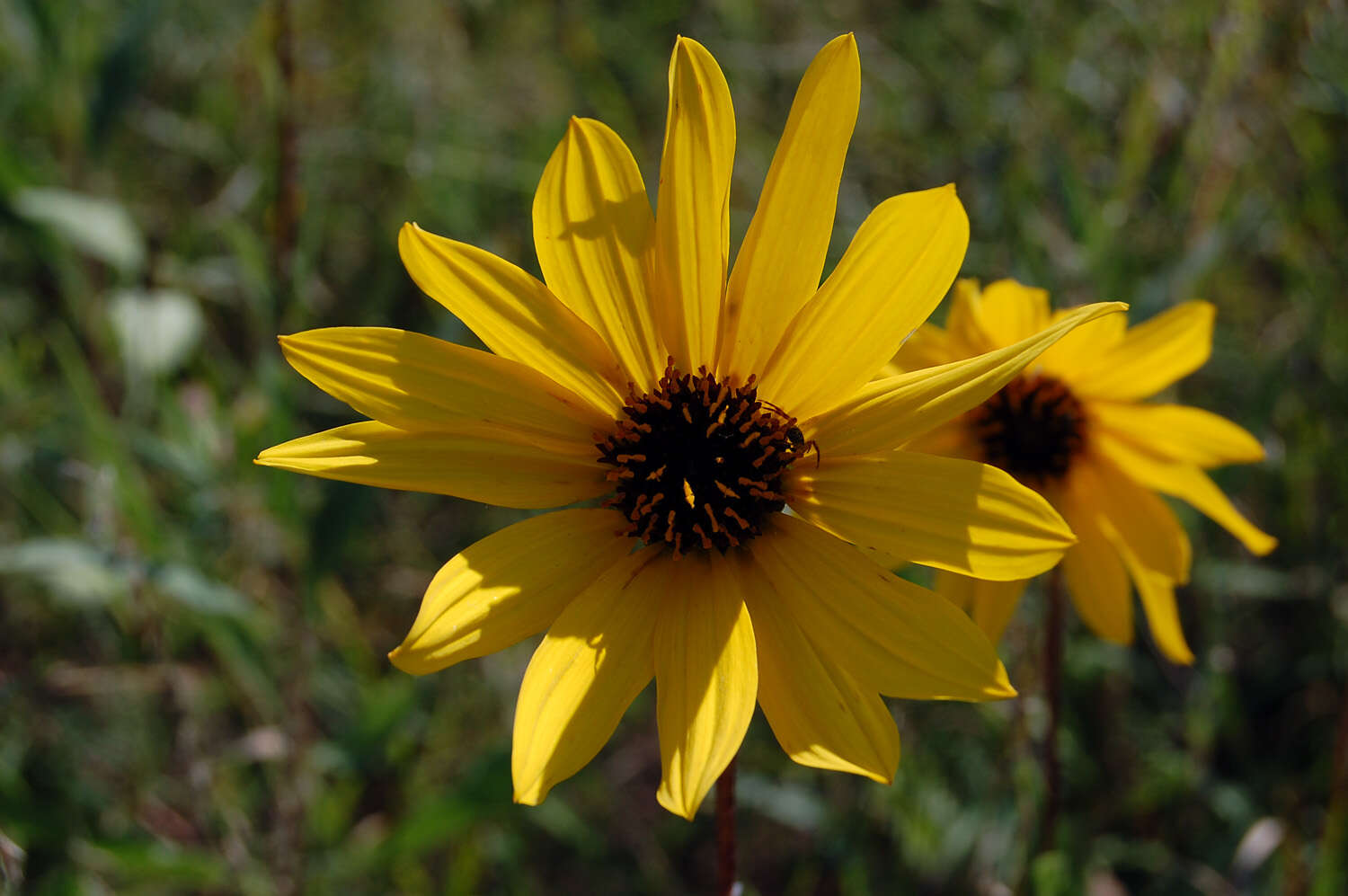 Image of stiff sunflower