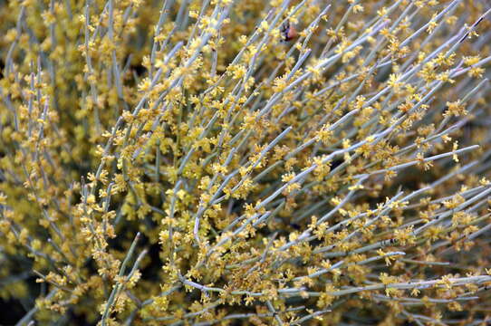 Image of Ephedra fragilis subsp. fragilis