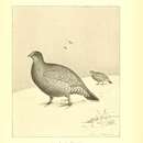 Image of Sooty Grouse