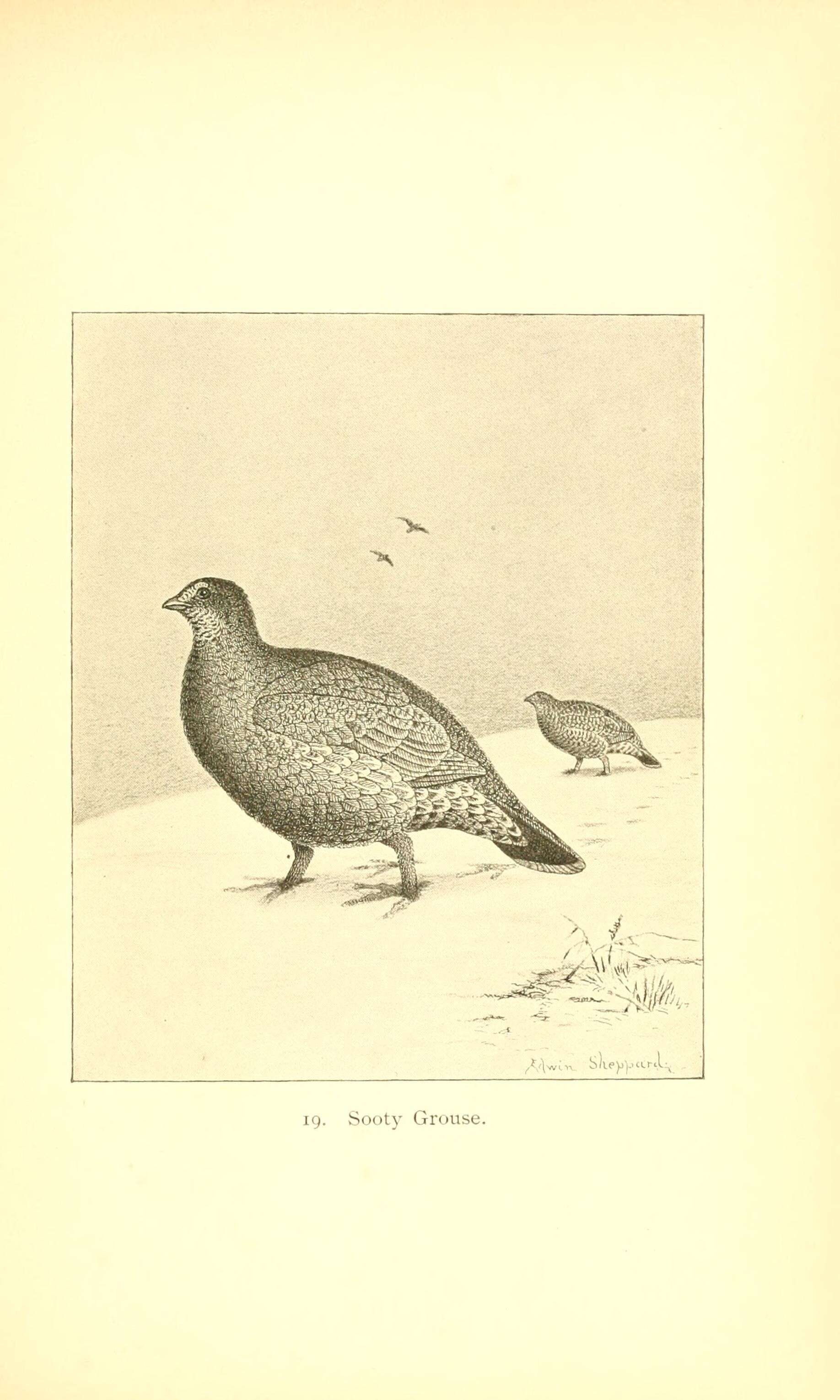 Image of Dendragapus Elliot & DG 1864