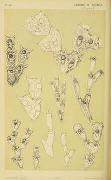Слика од Catenicelloidea Busk 1852