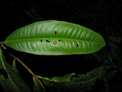 Plancia ëd Ardisia dunlapiana P. H. Allen