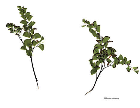 Image of Aleutian maidenhair