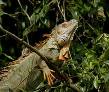 Image of Green Iguana