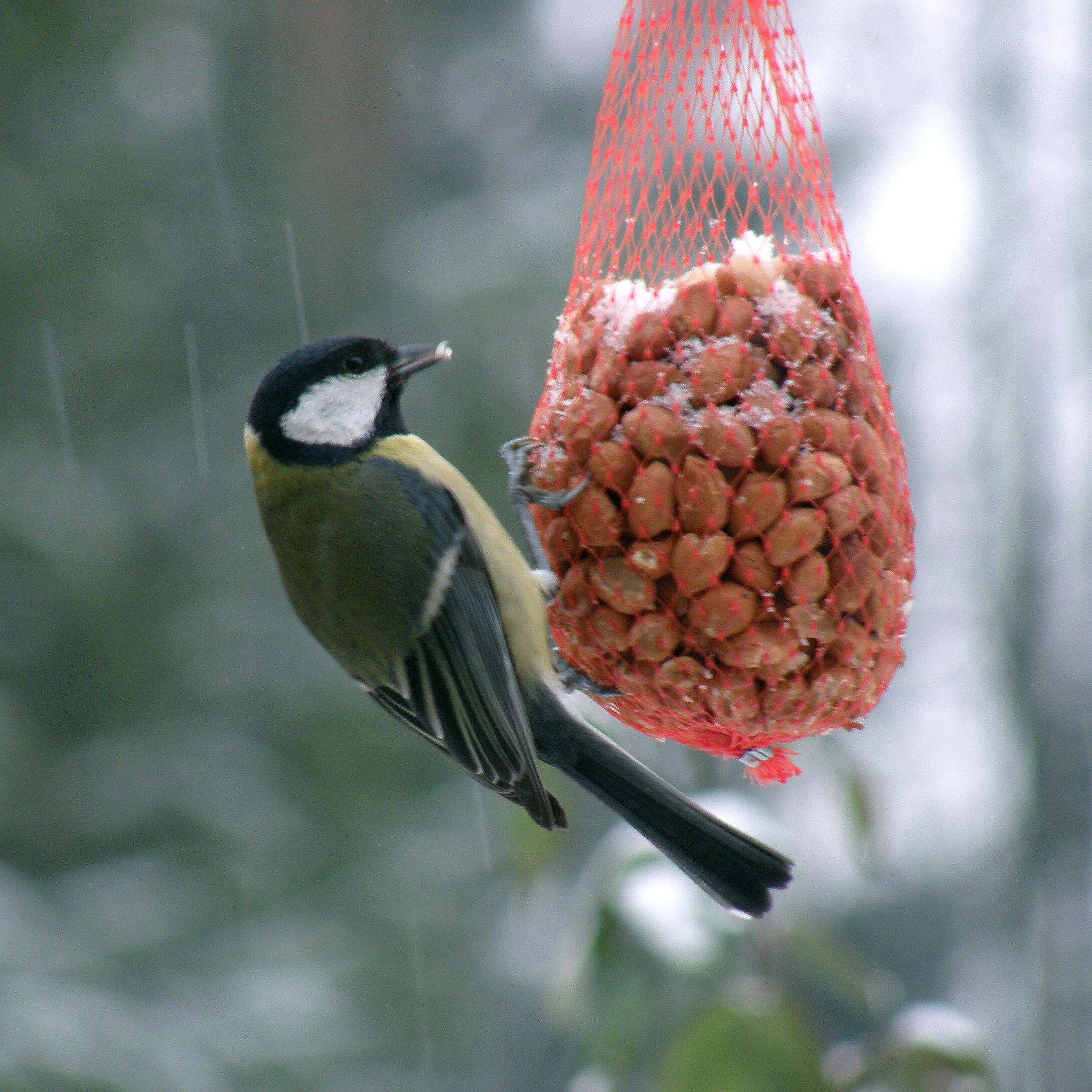 Image of Parus Linnaeus 1758