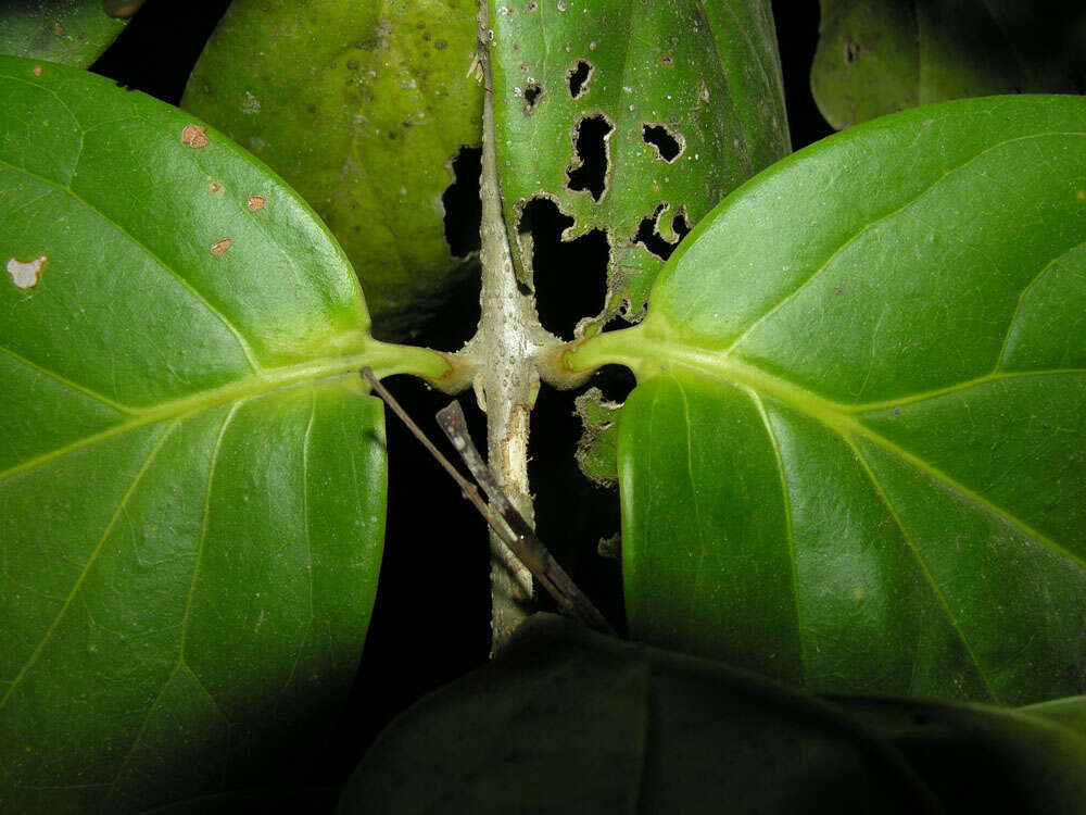 Image of Schlegelia parviflora (Oerst.) Monach.