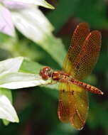 Image of Eastern Amberwing