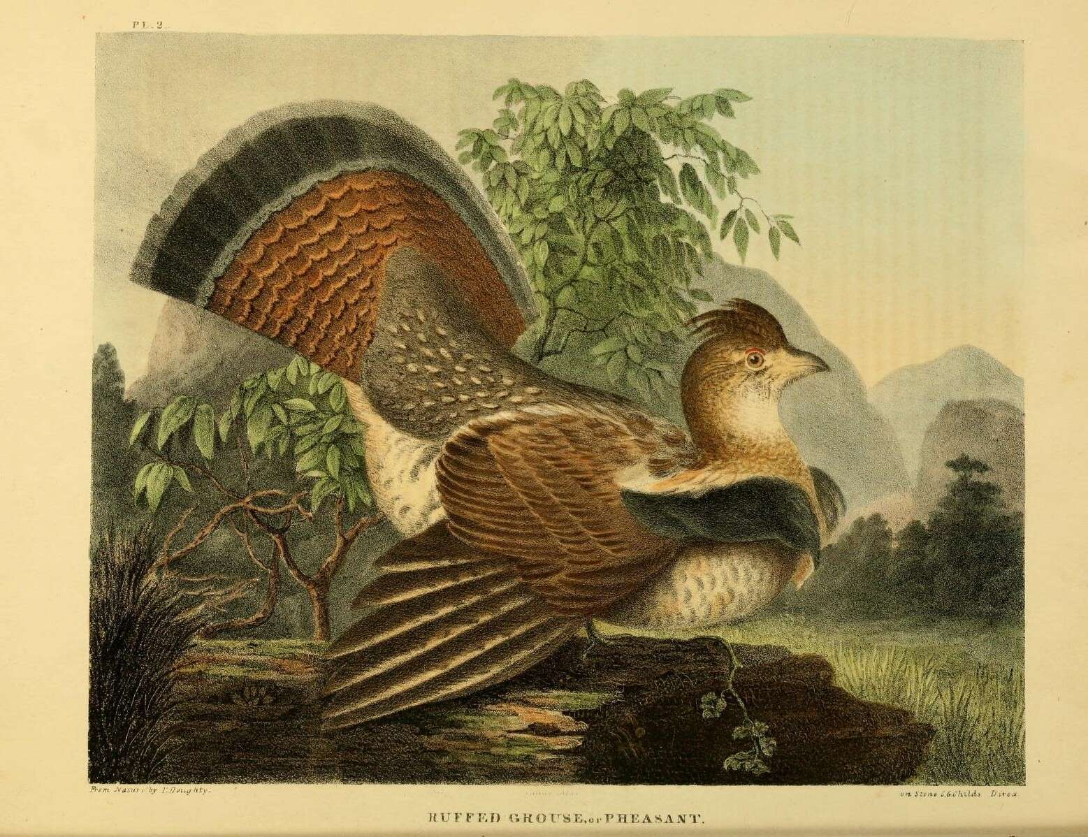 Image of Bonasa Stephens 1819