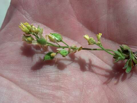 Image of globefruit draba