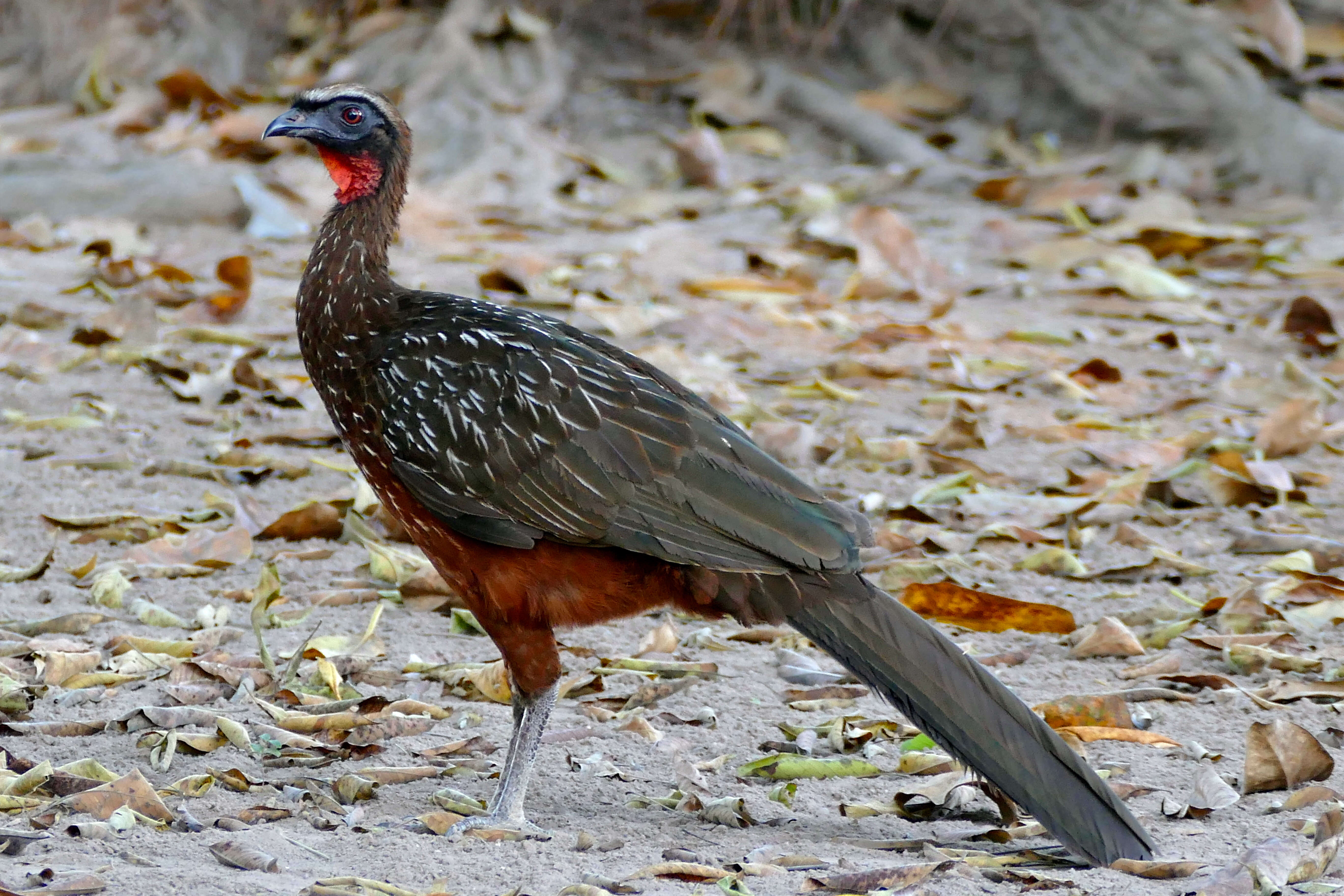 Image of Chestnut-bellied Guan