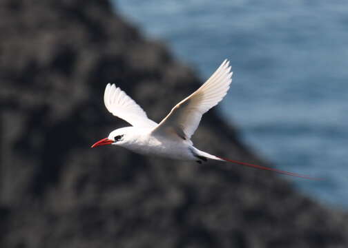 Image of Red-tailed Tropicbird