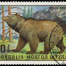 Image of Ursus Arctos