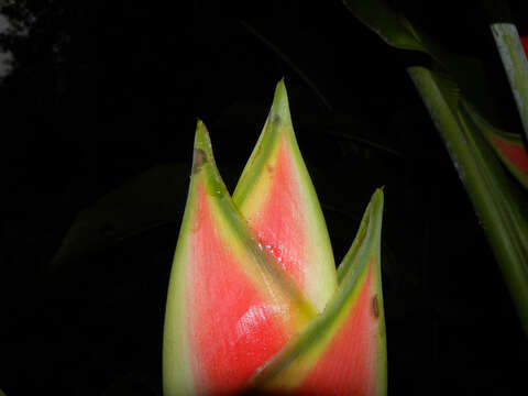 Heliconia wagneriana Petersen的圖片