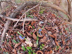 Image of Scilla vindobonensis Speta