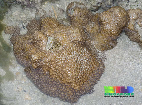 Image of Grey colonial zoanthid