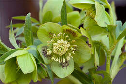 Image of Fragrant hellebore