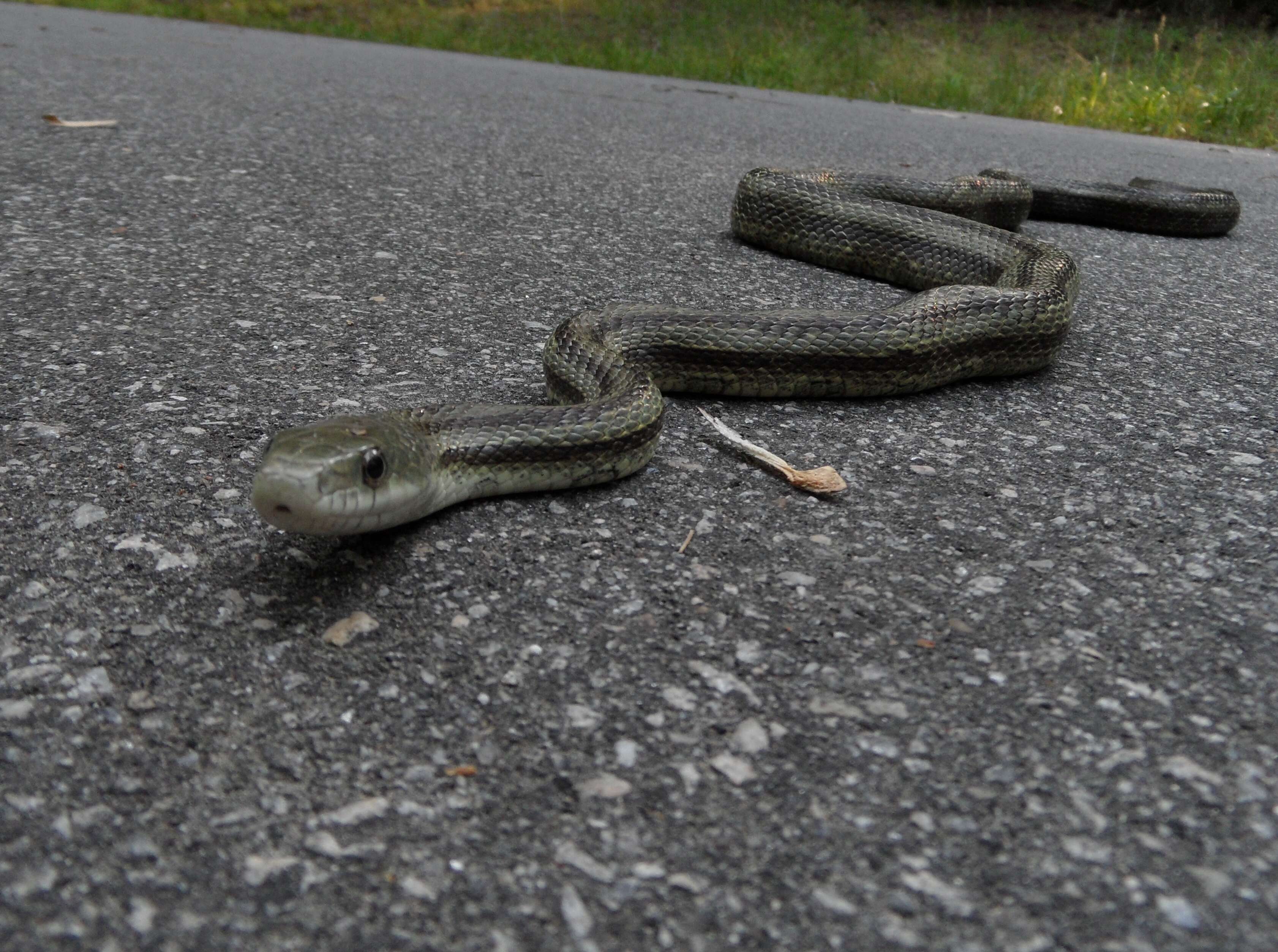 Image of Pantherophis alleghainensis