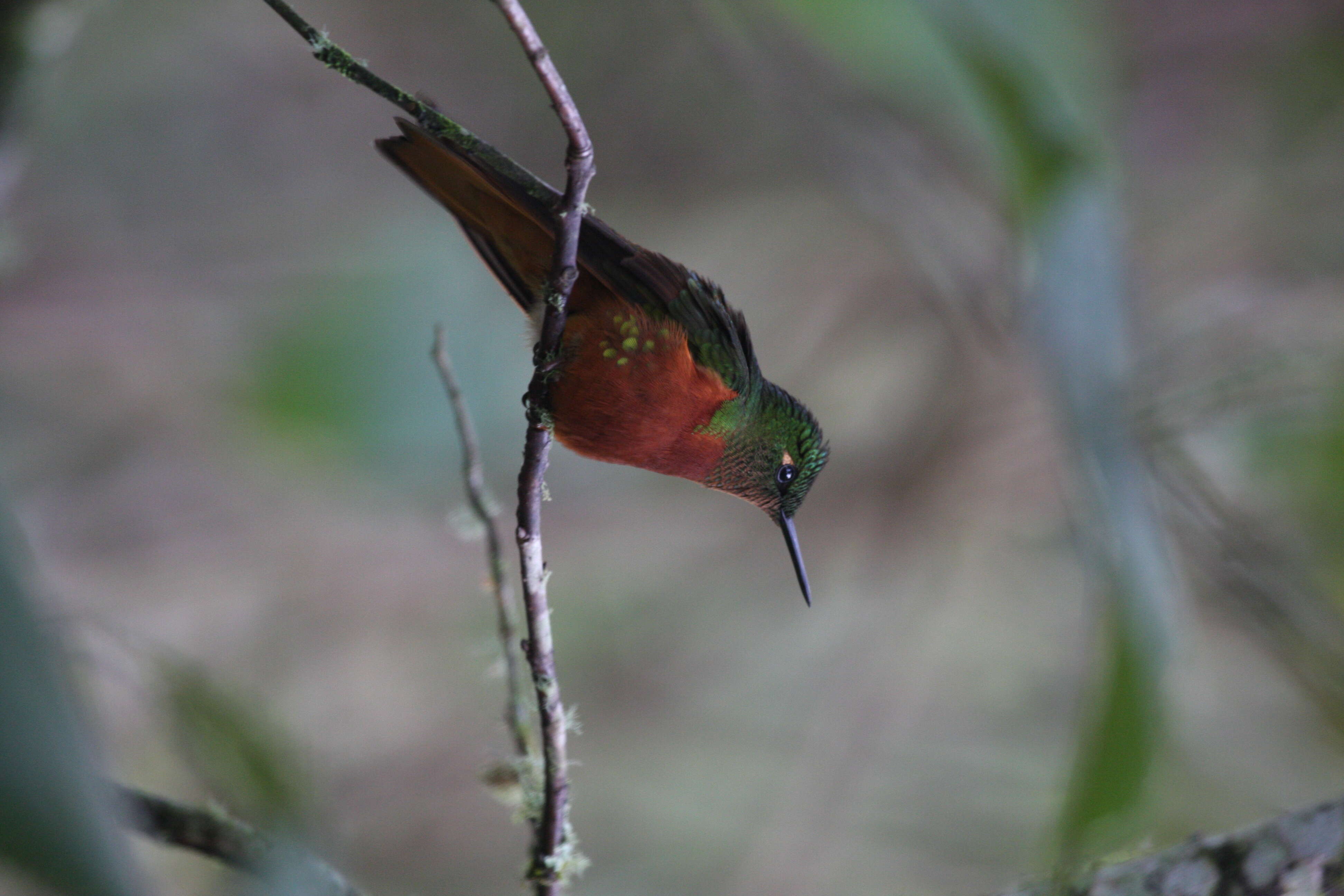 Image of Chestnut-breasted Coronet