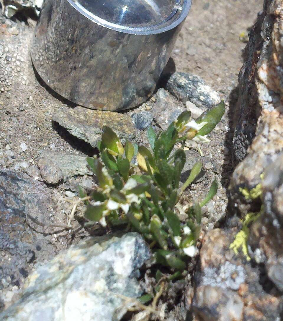 Image of Weber's draba