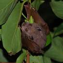 Image of Eastern Tube-nosed Bat