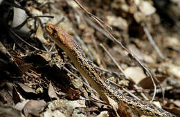 Image of Pacific gopher snake