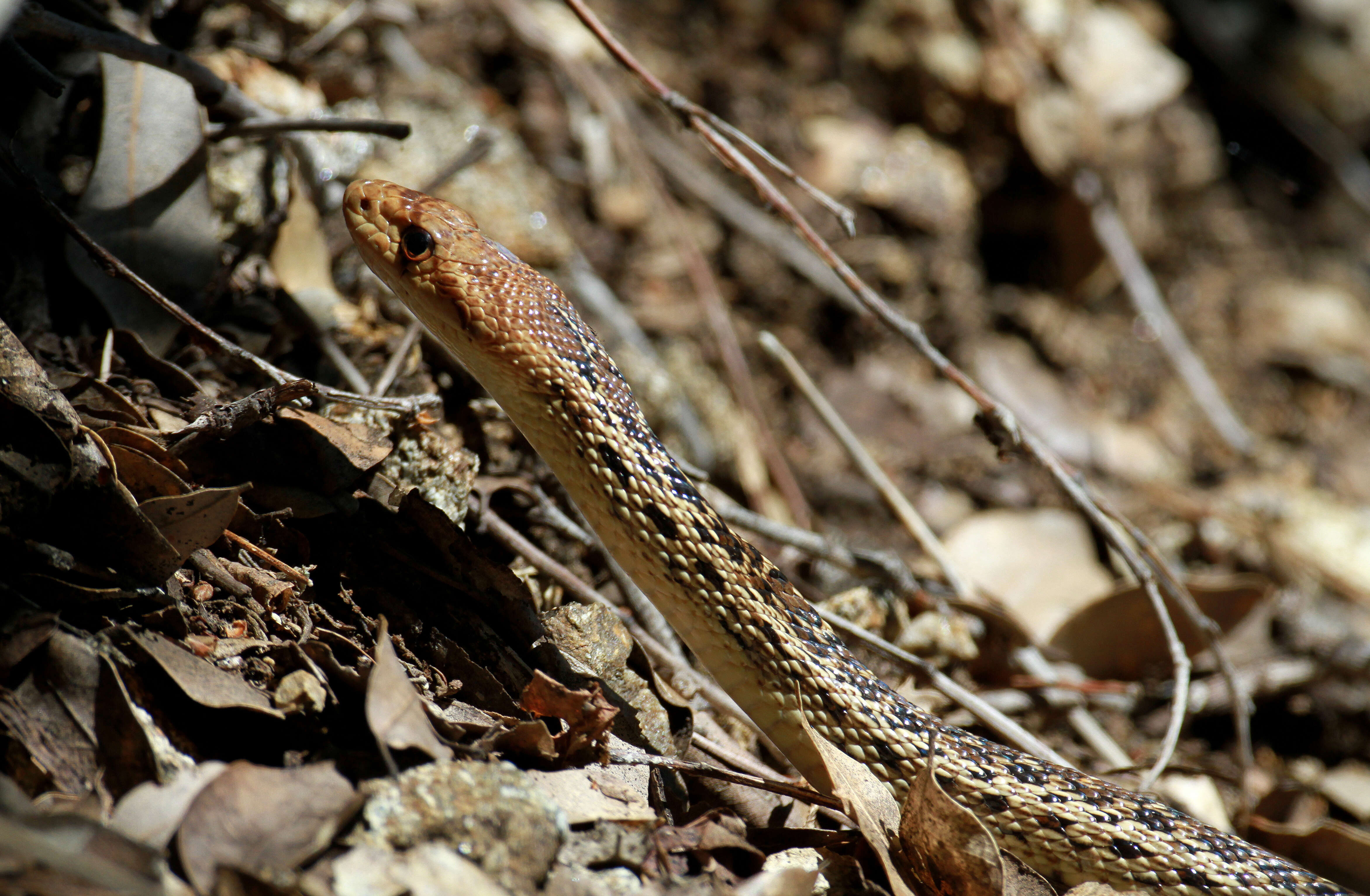 Image of Pacific gopher snake