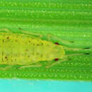 Image of Subsaltusaphis