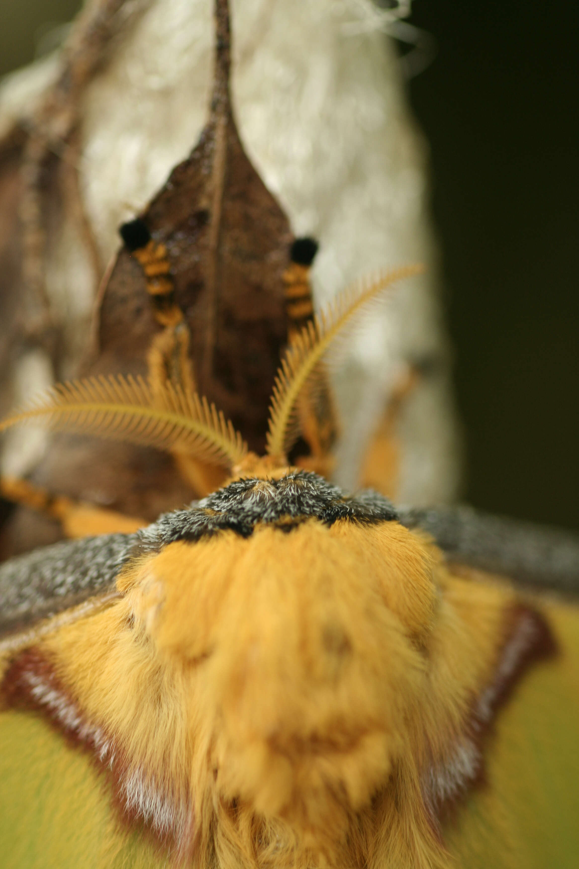 Image of comet moth