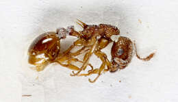 Image of Myrmica ruginodis Nylander 1846