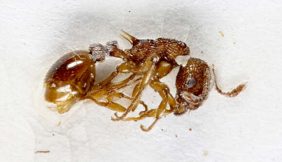 Image of Myrmica