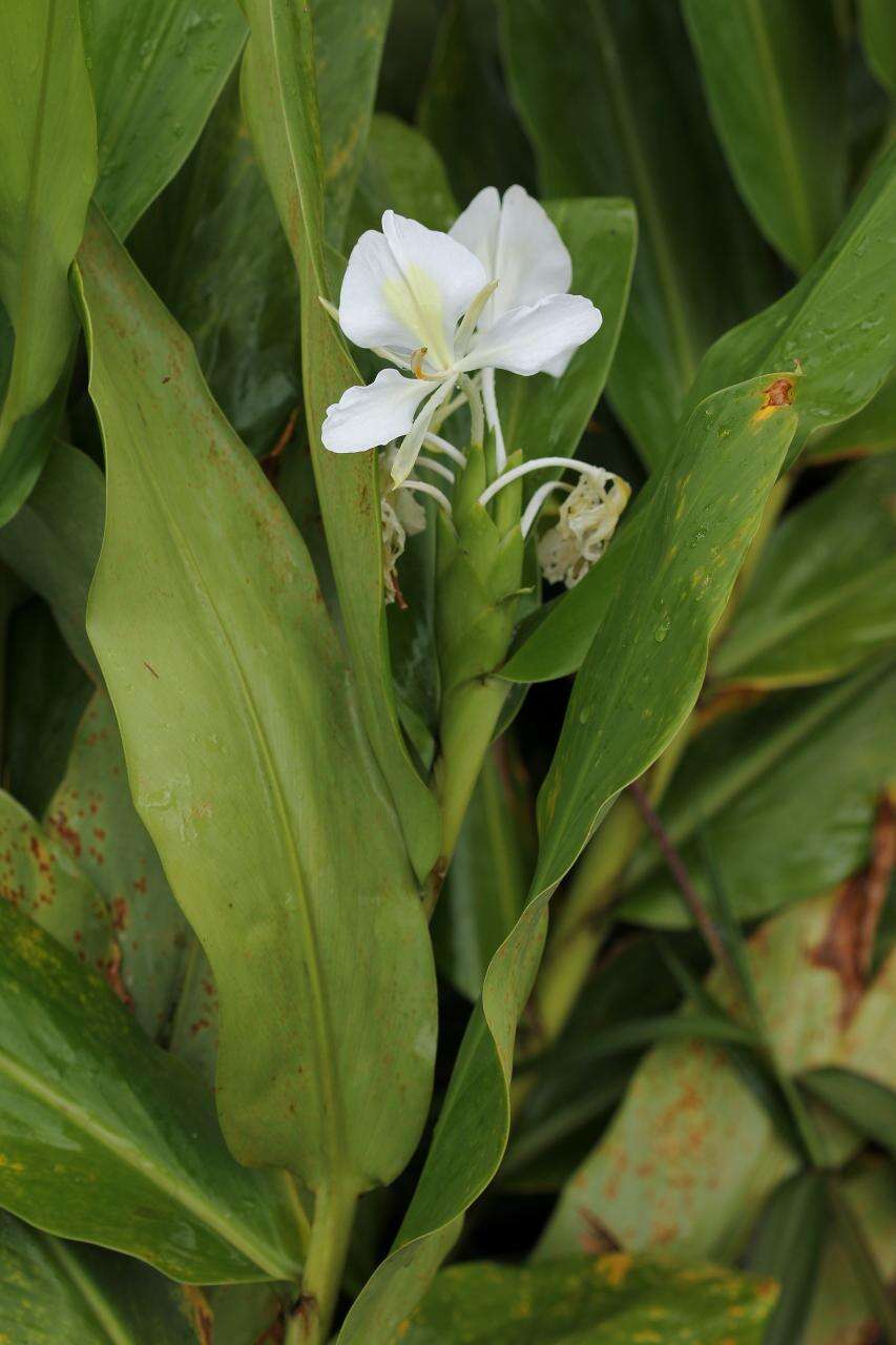 Imagem de Hedychium coronarium J. Koenig