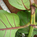 صورة Morinda asteroscepa K. Schum.