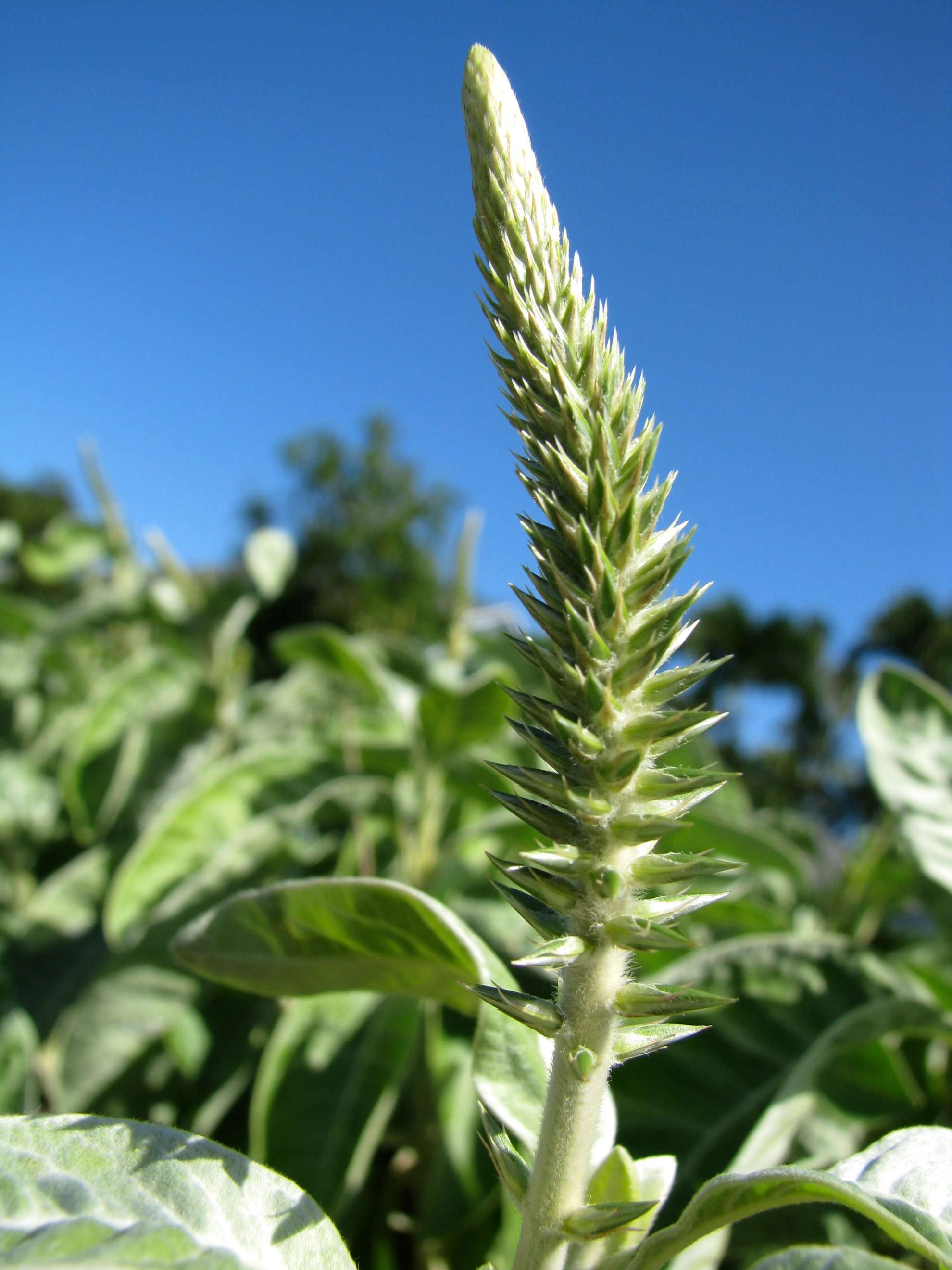 Image of chaff flower