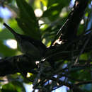 Image of Puerto Rican tanager