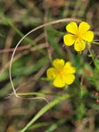 Image of Helianthemum nummularium subsp. obscurum (Celak.) J. Holub