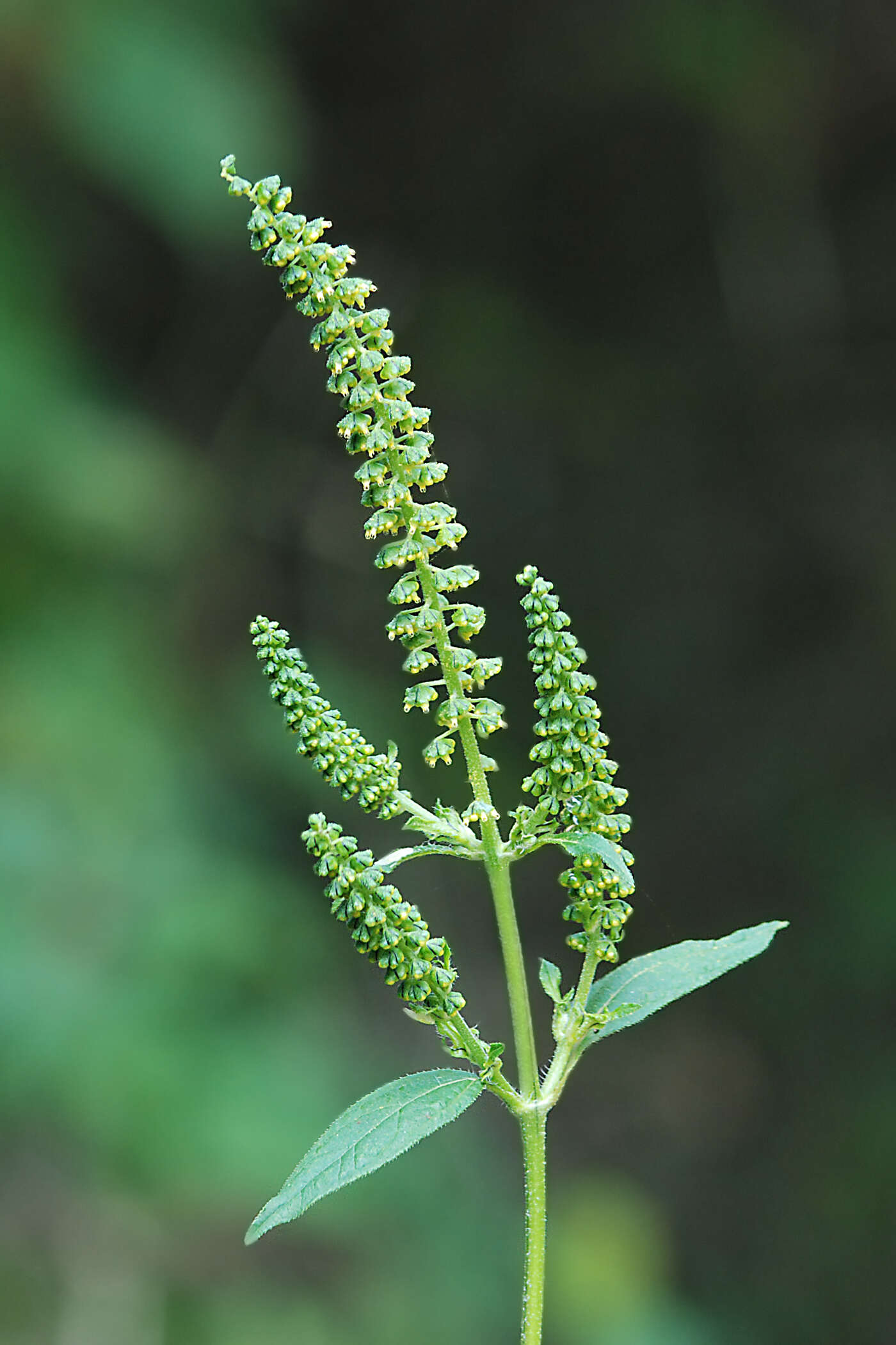 Image of great ragweed