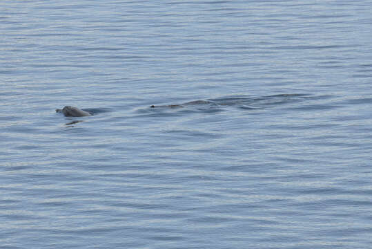 Image of Amazon River Dolphin