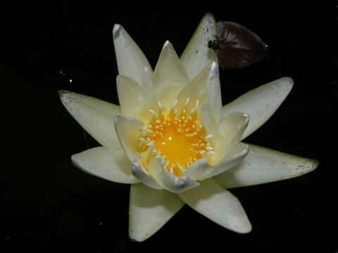 Image of Dotleaf waterlily