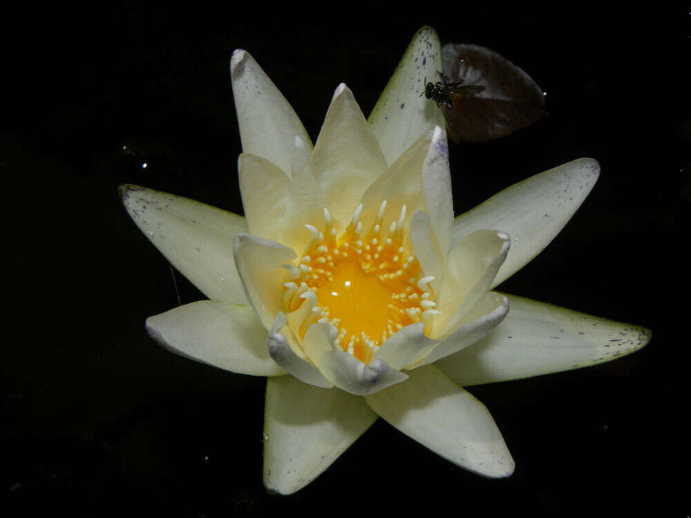 Image of waterlily