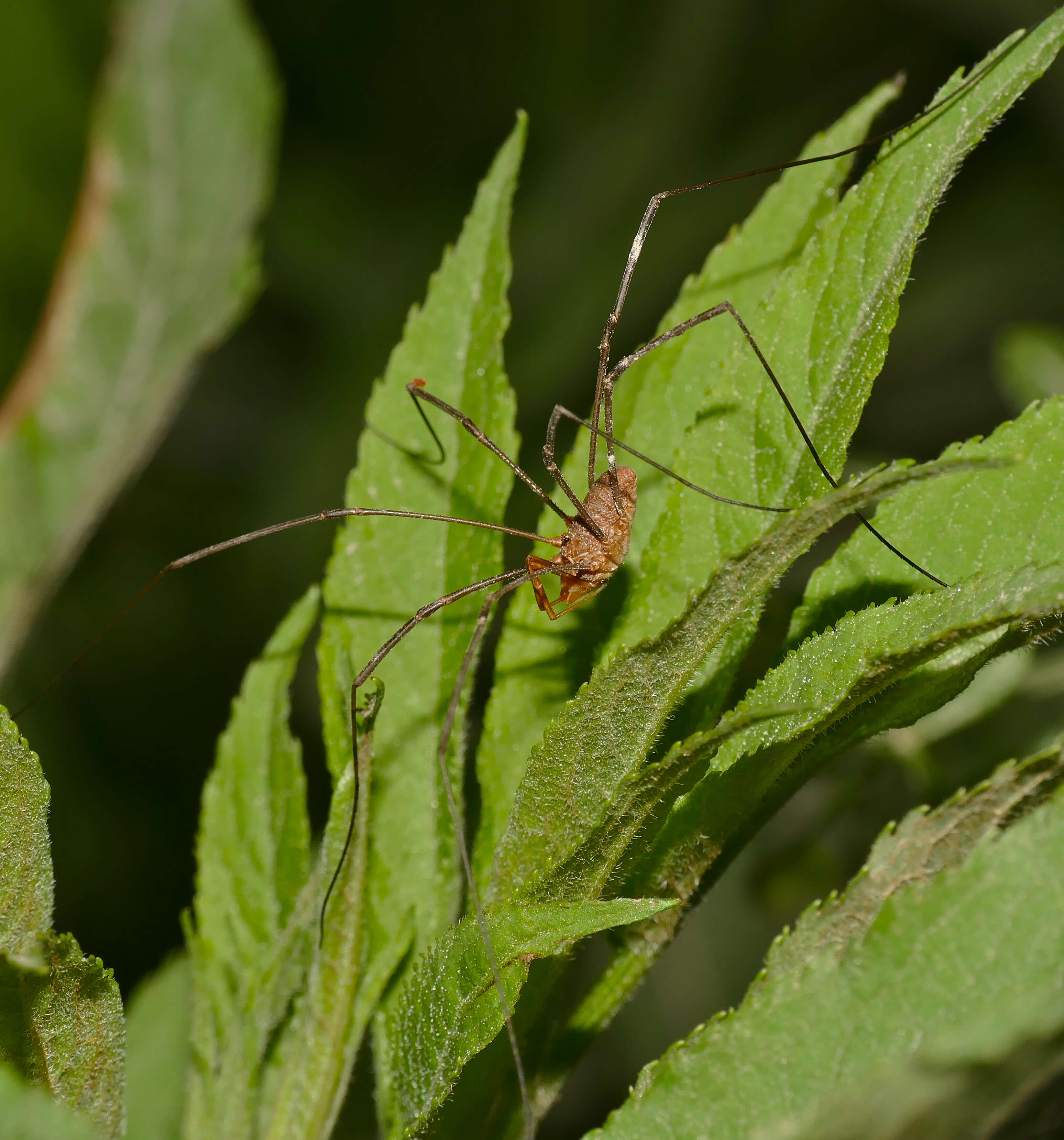 Image of Opilio parietinus (De Geer 1778)