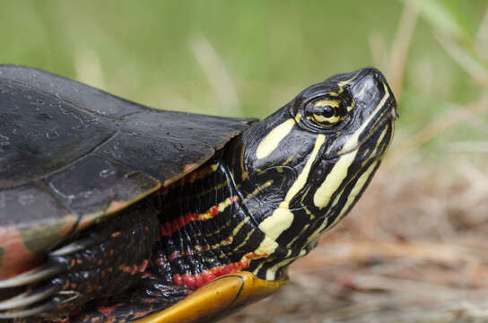 Image of Eastern Painted Turtle