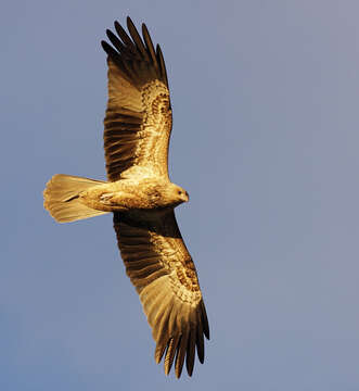 Image of Whistling Kite