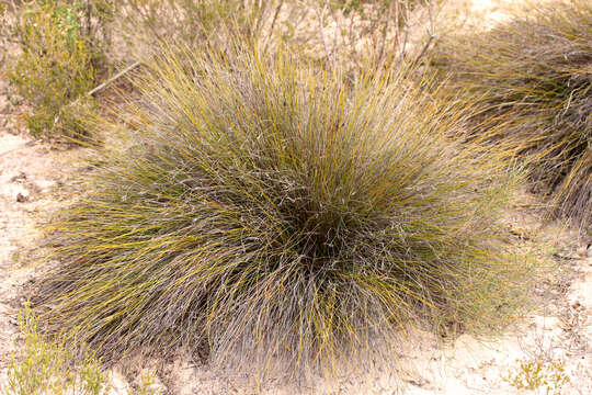 Image of Lepidosperma carphoides F. Muell. ex Benth.